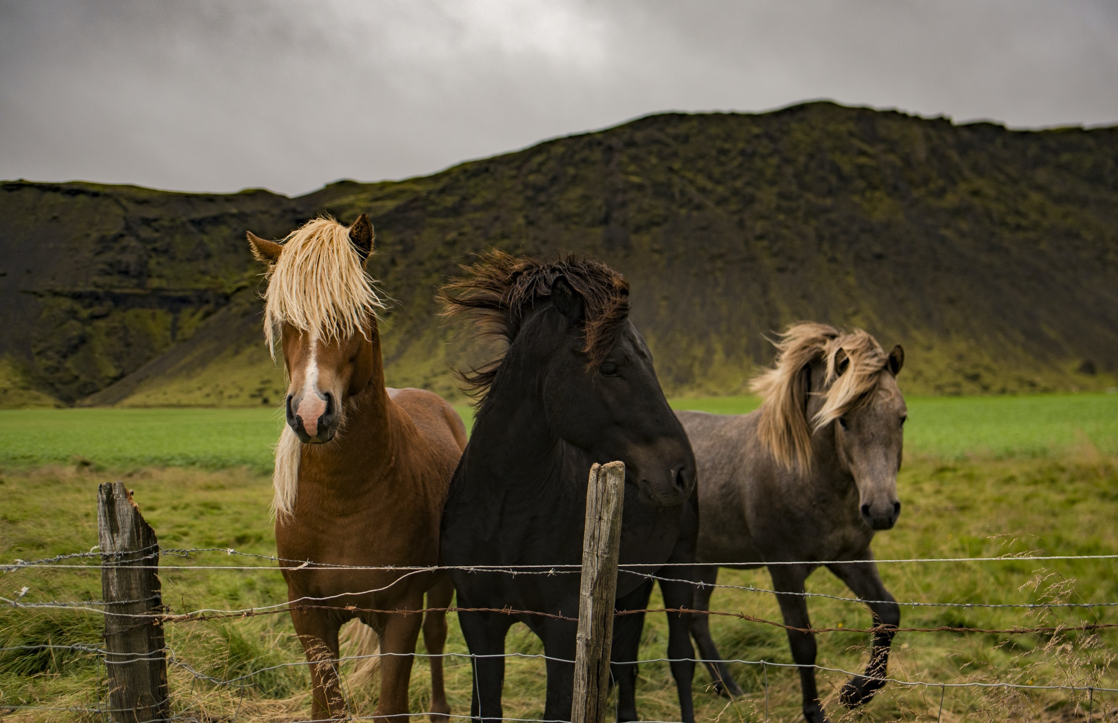 three horses with wild hair